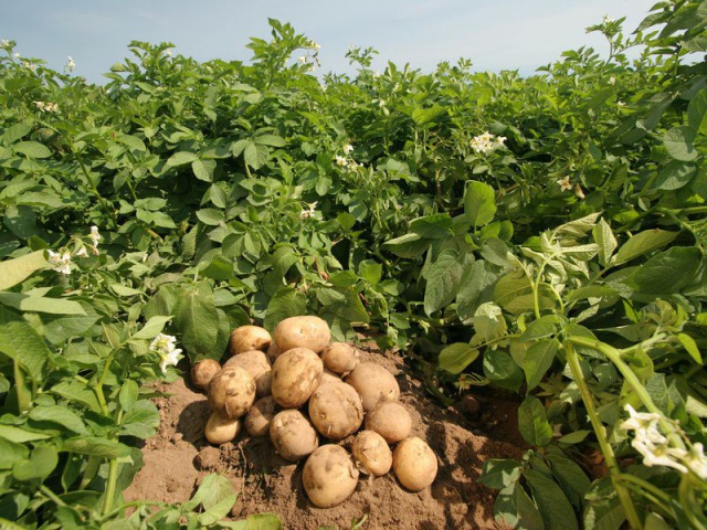 Ежегодная акция «Социальный картофель» стартовала в Томской области