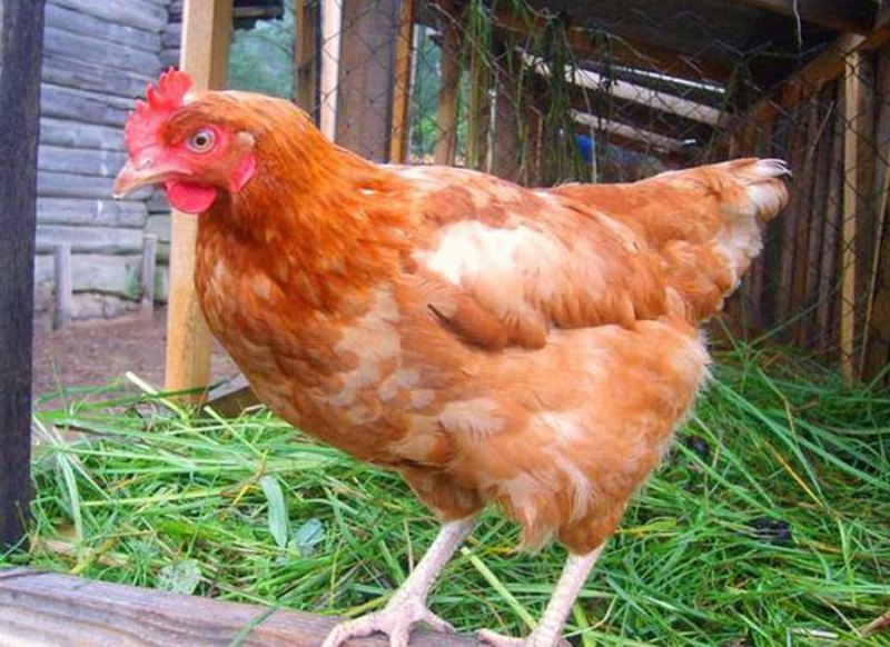 В Кемеровском районе 75 семьям вручили по 5 кур–несушек и корм для птицы